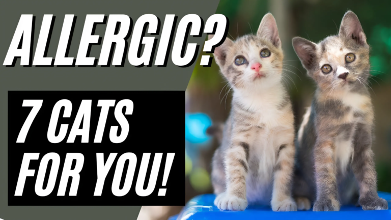 7 Best Hypoallergenic Cat Breeds