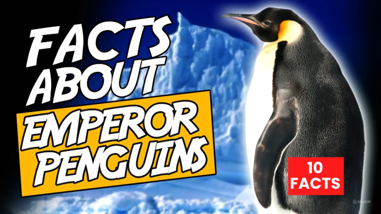 10 Facts About Emperor Penguins