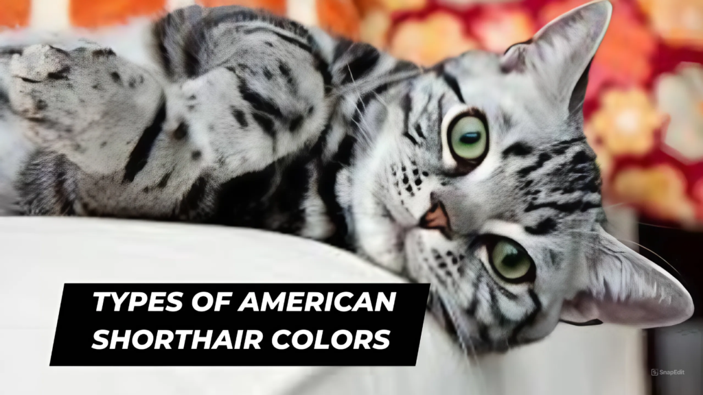 American Shorthair colors