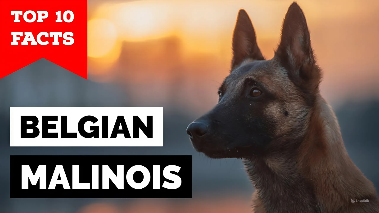 Facts about Belgian Malinois