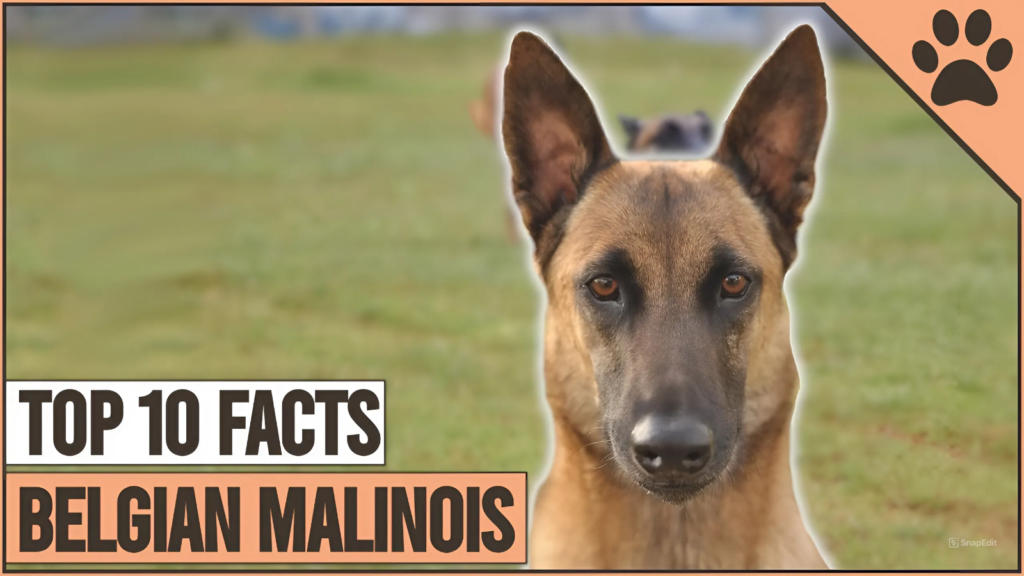 Facts about Belgian Malinois