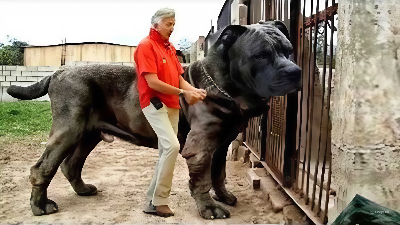 16 Most Illegal Dog Breeds in the World