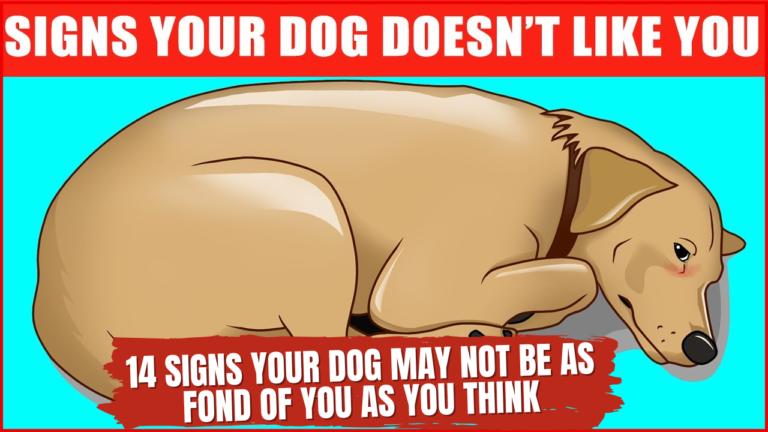 14 Signs Your Dog Doesn’t Love You