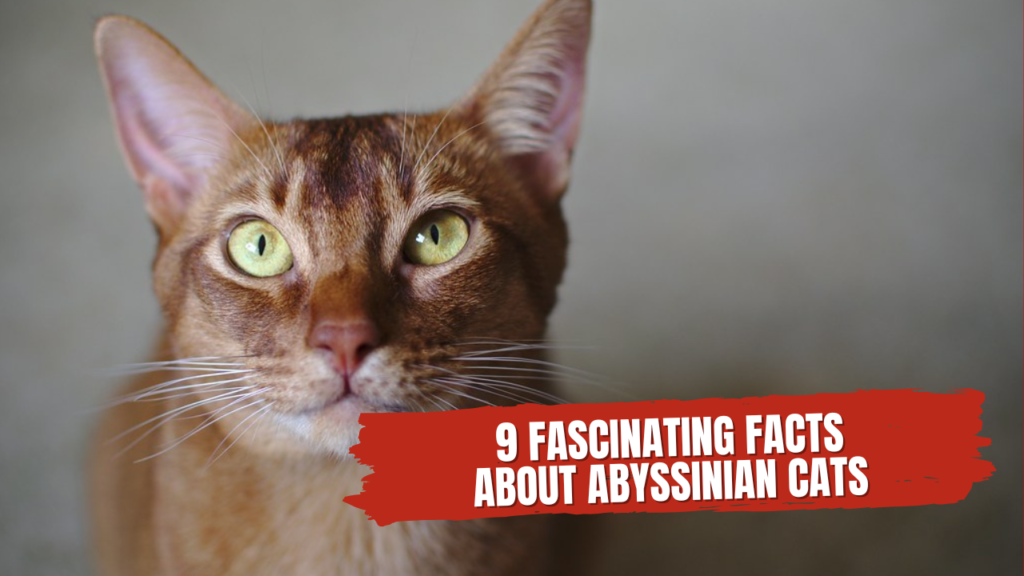 Facts About Abyssinian Cats