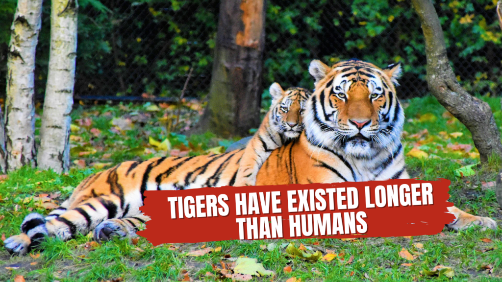 Tigers have Existed Longer than Humans