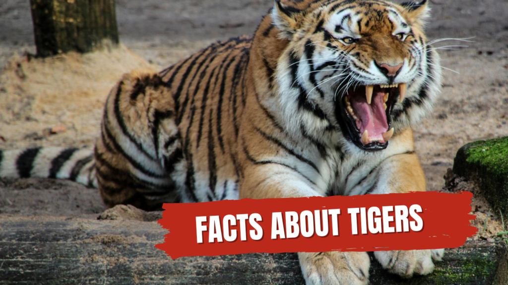 Facts about Tigers