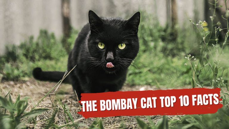 The Bombay cat top 10 facts