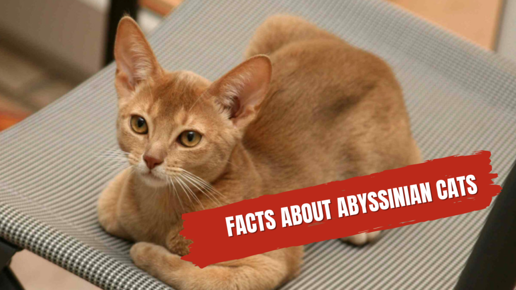 Facts About Abyssinian Cats