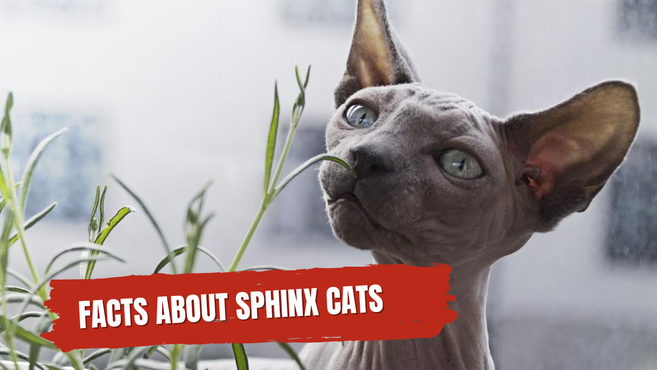 sphinx cats