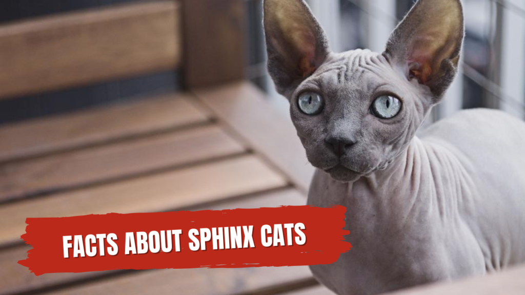 Facts about sphinx cats