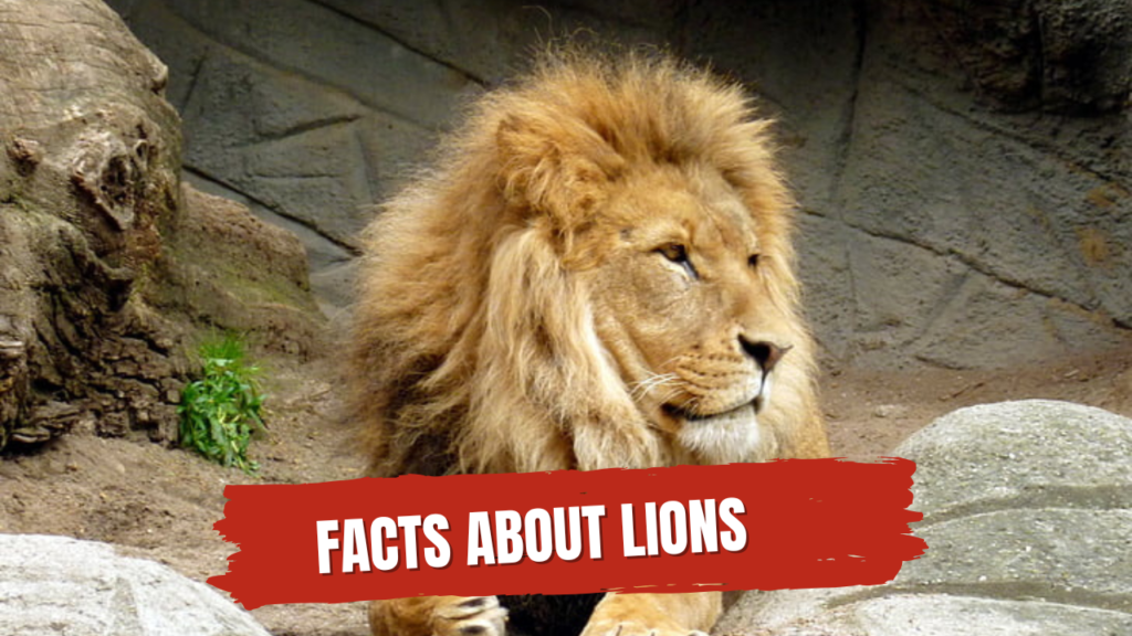 facts about lions