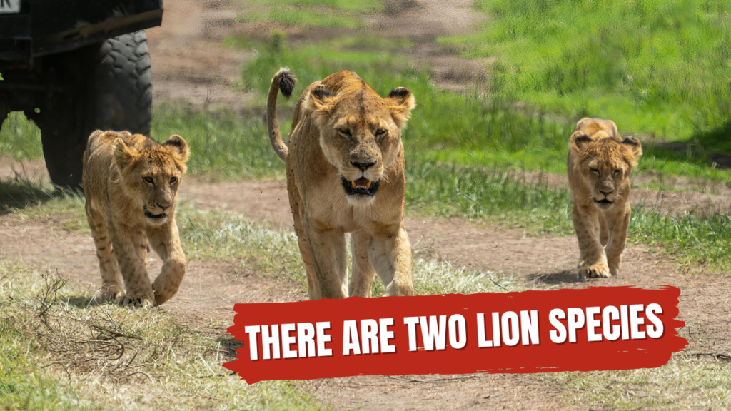 There are Two lion Species