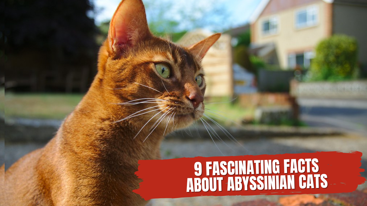 Abyssinian Cats