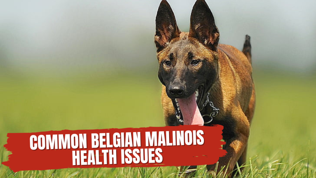 Common Belgian Malinois Health Issues