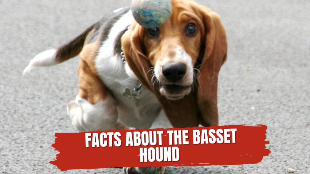 Facts about the basset hound