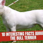 10 interesting facts about the bull terrier