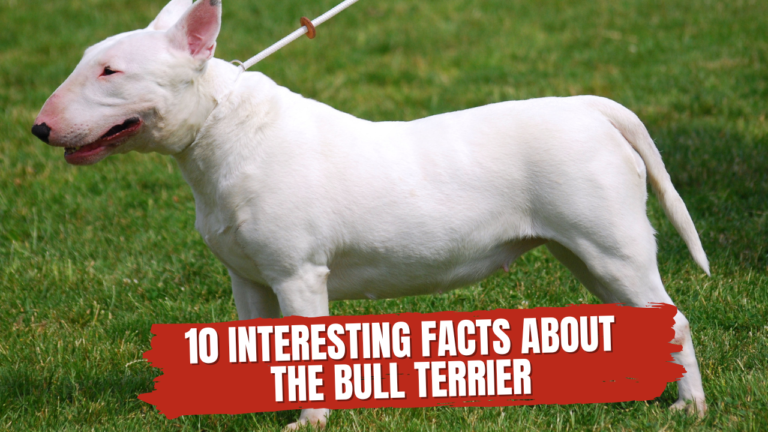 10 interesting facts about the bull terrier