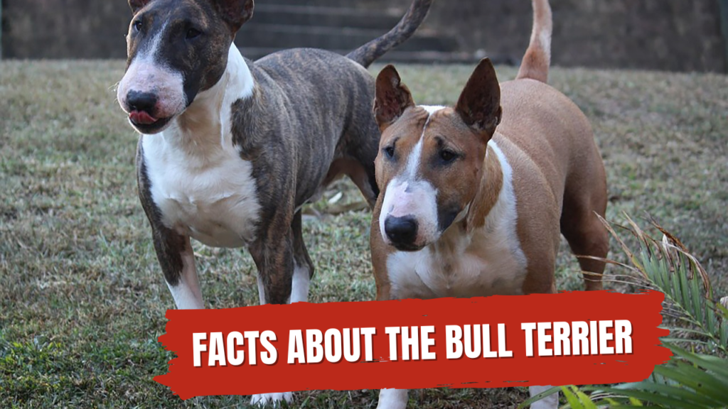 10 interesting facts about the bull terrier