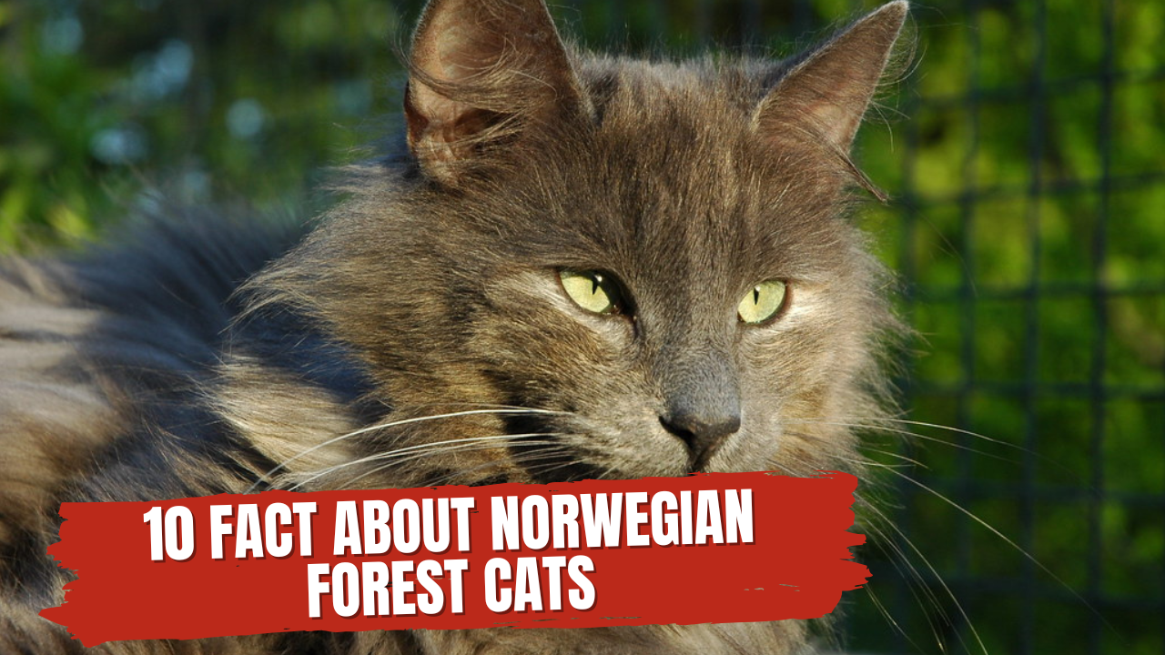 10 Fact About Norwegian Forest Cats