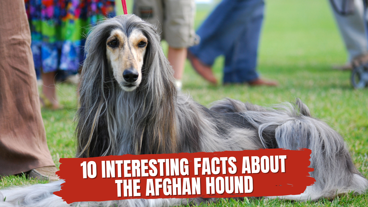 10 interesting facts about the Afghan Hound