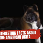 American Akita