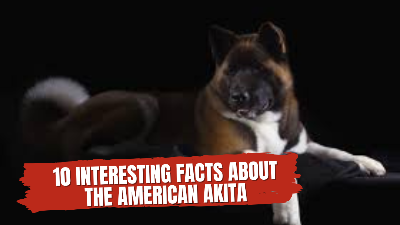 American Akita