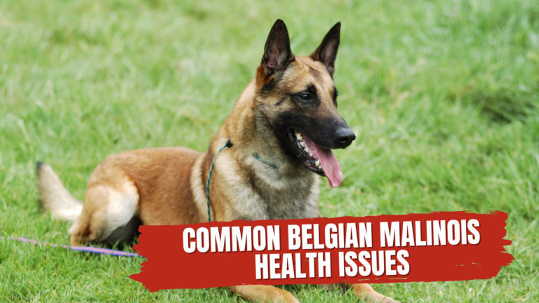 Common Belgian Malinois Health Issues