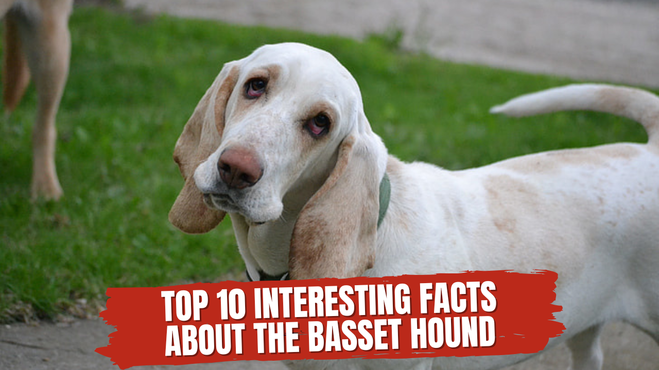 Facts about the basset hound